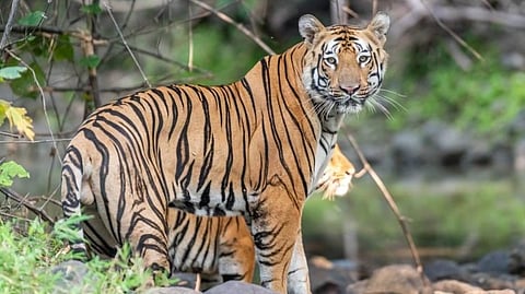Chandrapur Tiger Death | शेतातील उघड्या विहिरीत पडून ७ ते ८ वर्षीय नर वाघाचा मृत्यू