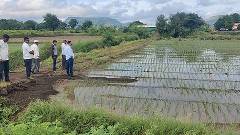 शेतपिकांचे नुकसान