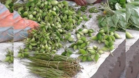 Wild Vegetables 