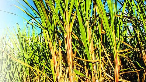 Sugar Factory