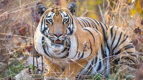 image of Tiger 
