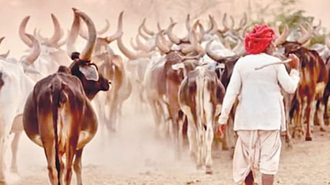 Animal Census
