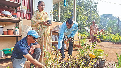 Tulsi plants 