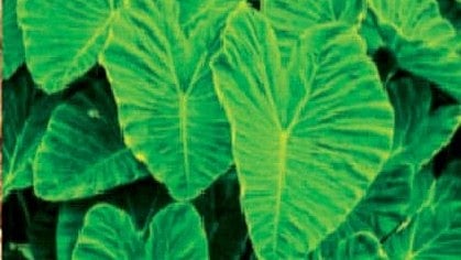 Alu Leaves Benefits
