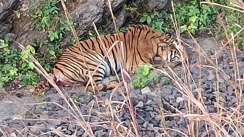 Tigress Injured In Train Collision