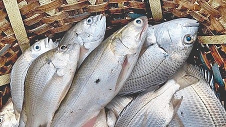 Fish Market