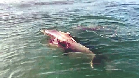 Dolphin watching in Dapoli