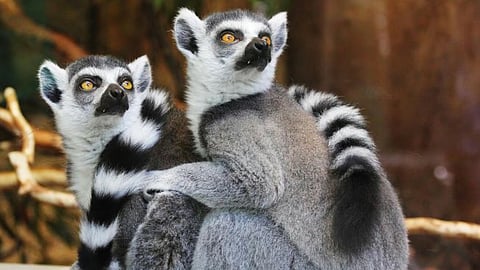 Lemur Animal 