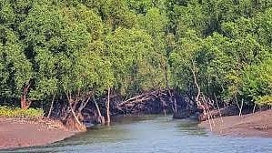 ठाणे : वसई किनार्‍यावरील कांदळवनांचे संवर्धन होणार