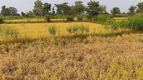 Paddy Crop Cutting 