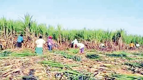 Sugarcane Price Hike