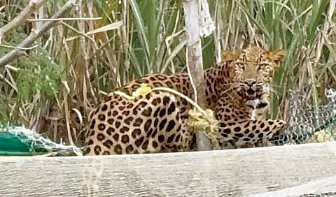 leopard 