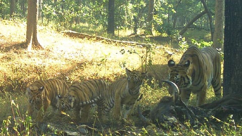 Tiger News 
