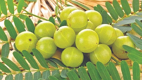Amla For Skin 
