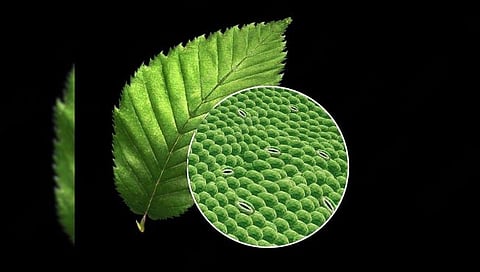 Stomata 