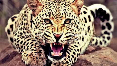 Leopard Terror