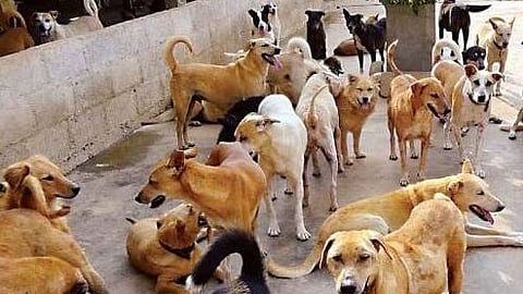 Stray dogs 