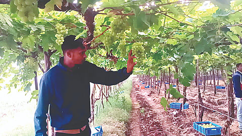 Grapes Export Demand 