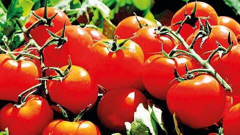 Tomato