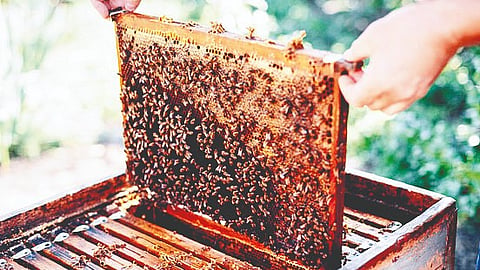 Satara Beekeeping | 