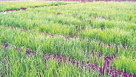 Onion Farming