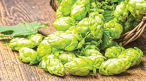 World’s Priciest Vegetable |
