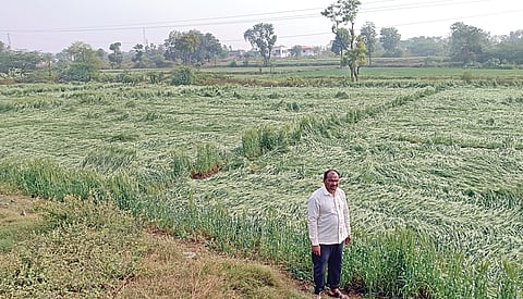 Nashik Unseasonal Rain