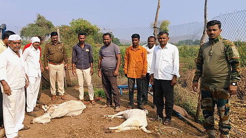 Nashik Leopard Attack 