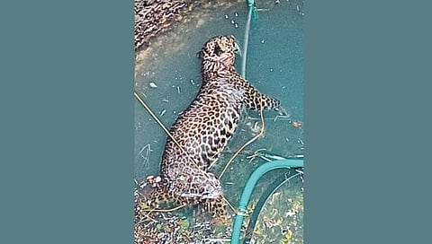 leopard found dead