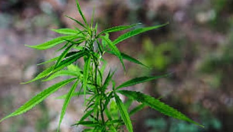 Ganja seizure news |