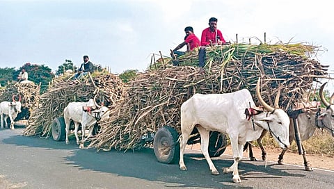 Sugarcane transport increased from Karnataka to Maharashtra 