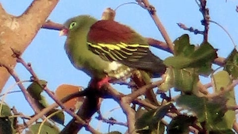 Chipalun wildlife