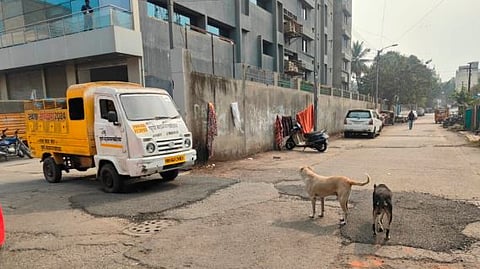 Pune Dog News