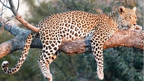 Leopard sterilization approval