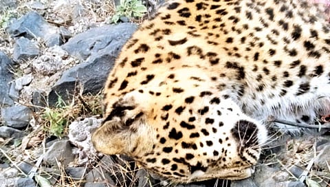 Leopard dies in train collision