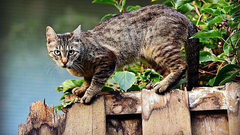
stray cat Feral cat, भटकी मांजर 