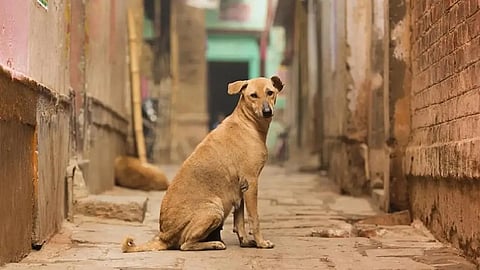 मिशन रेबीज इंडिया, ठाणे महानगरपालिका 