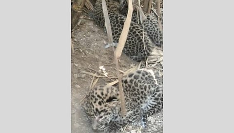 Leopard Cubs Found