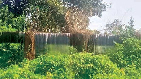 Tilari canal leakage issue