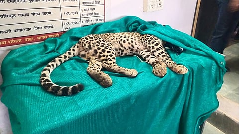 Leopard Fight 