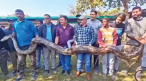 25-foot python found in Uttarakhand