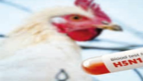 बर्ड फ्लू निर्बंध आज संपणार 