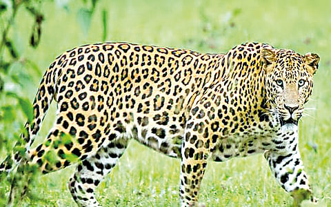 Leopard Kondgaon
