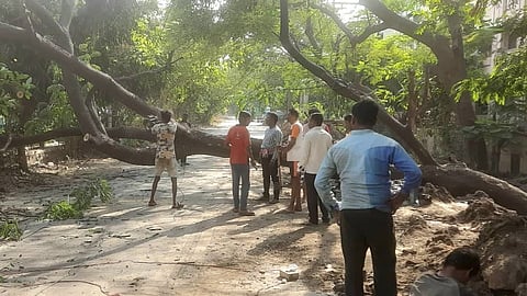 Dombivli MIDC |  डोंबिवलीत खोदकामातून गुलमोहराचा हकनाक बळी