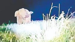 tusker elephant