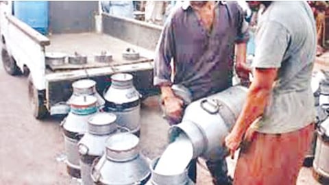 milk production