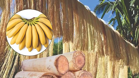 banana plant products