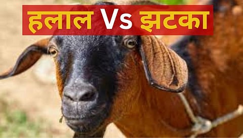 Jhatka and Halal