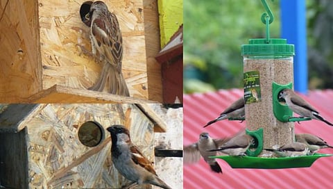 World Sparrow Day