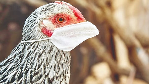 बर्ड फ्लूबाबत कावळ्याचे आव्हान कायम